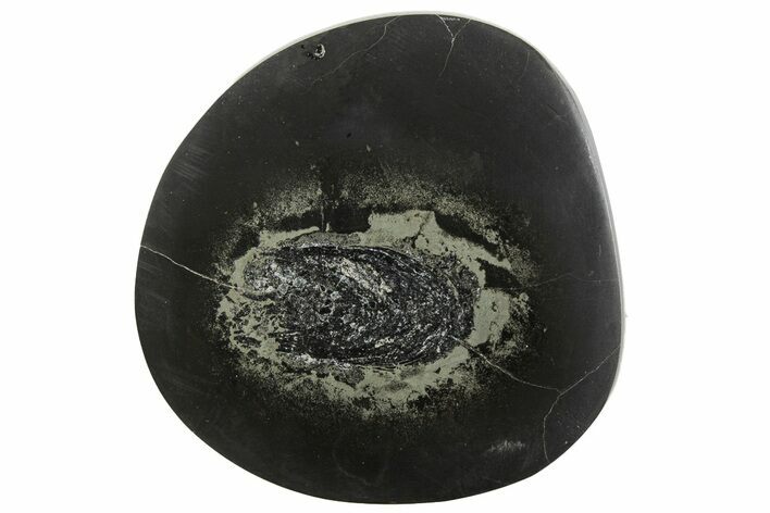 Polished Fish Coprolite (Fossil Poo) Nodule Half - Scotland #242052